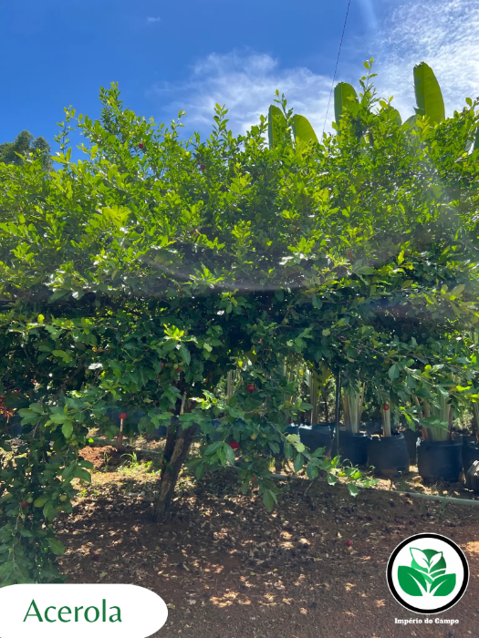 Imagem do artigo: Acerola (Malpighia emarginata): Uma Potente Fonte de Vitamina C