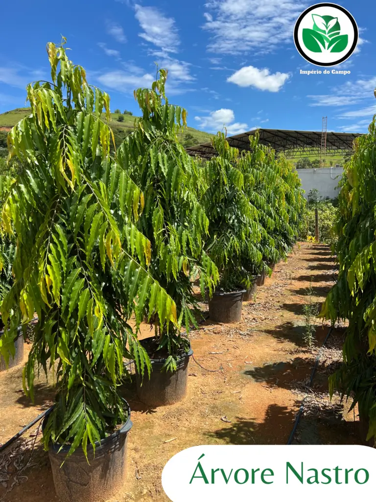 Imagem do artigo: Árvore Mastro (Monoon longiflora)