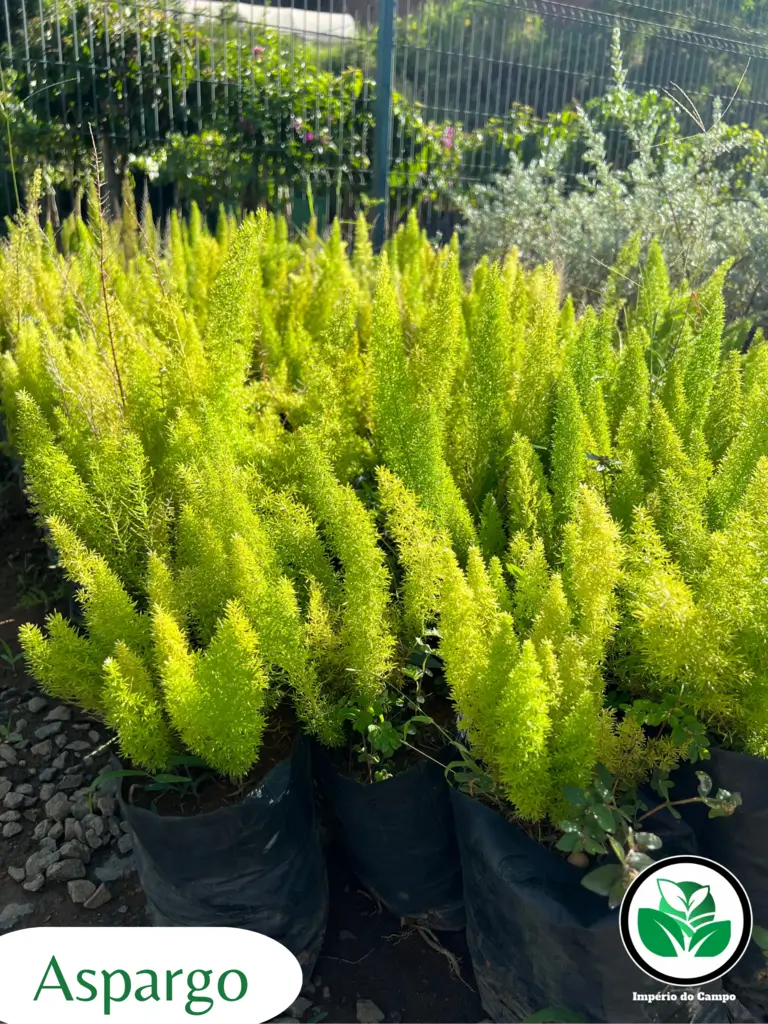 Imagem do artigo: Aspargo (Asparagus spp.)