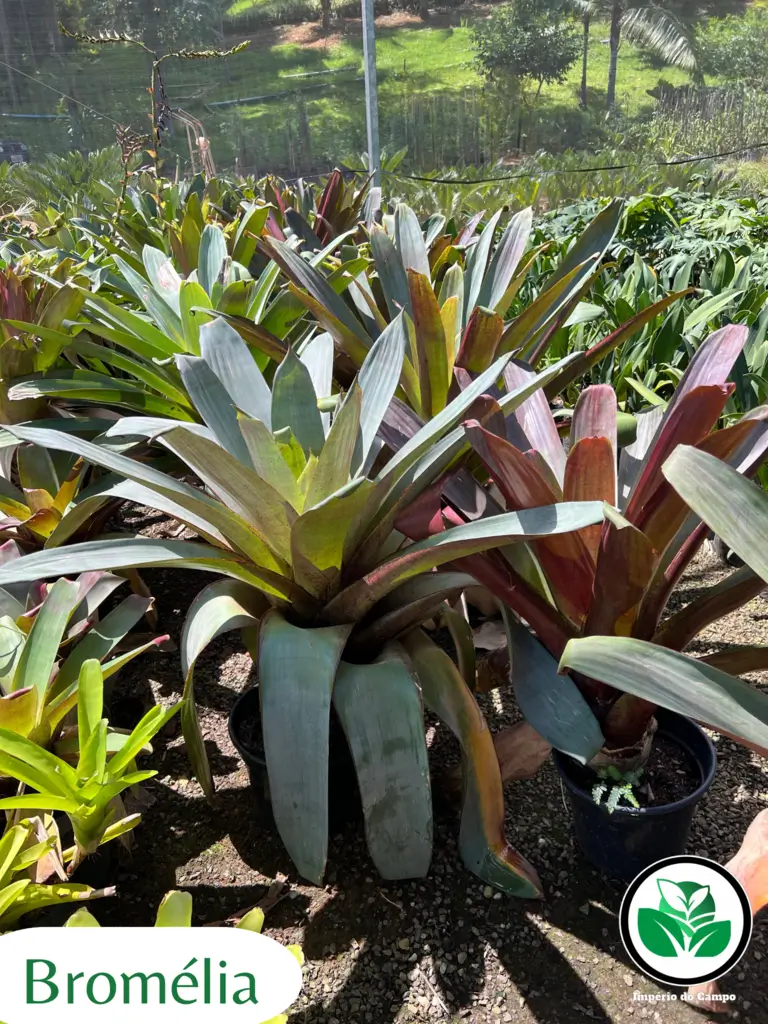 Imagem do artigo: Bromélias: 3 Usos Diversos