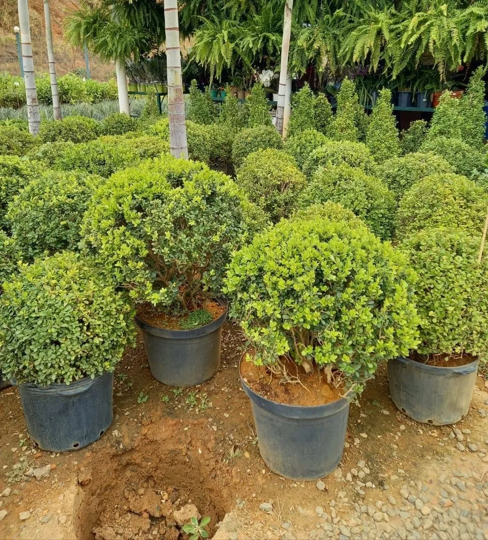 Imagem do artigo: Buxinho Bola (Buxus sempervirens)