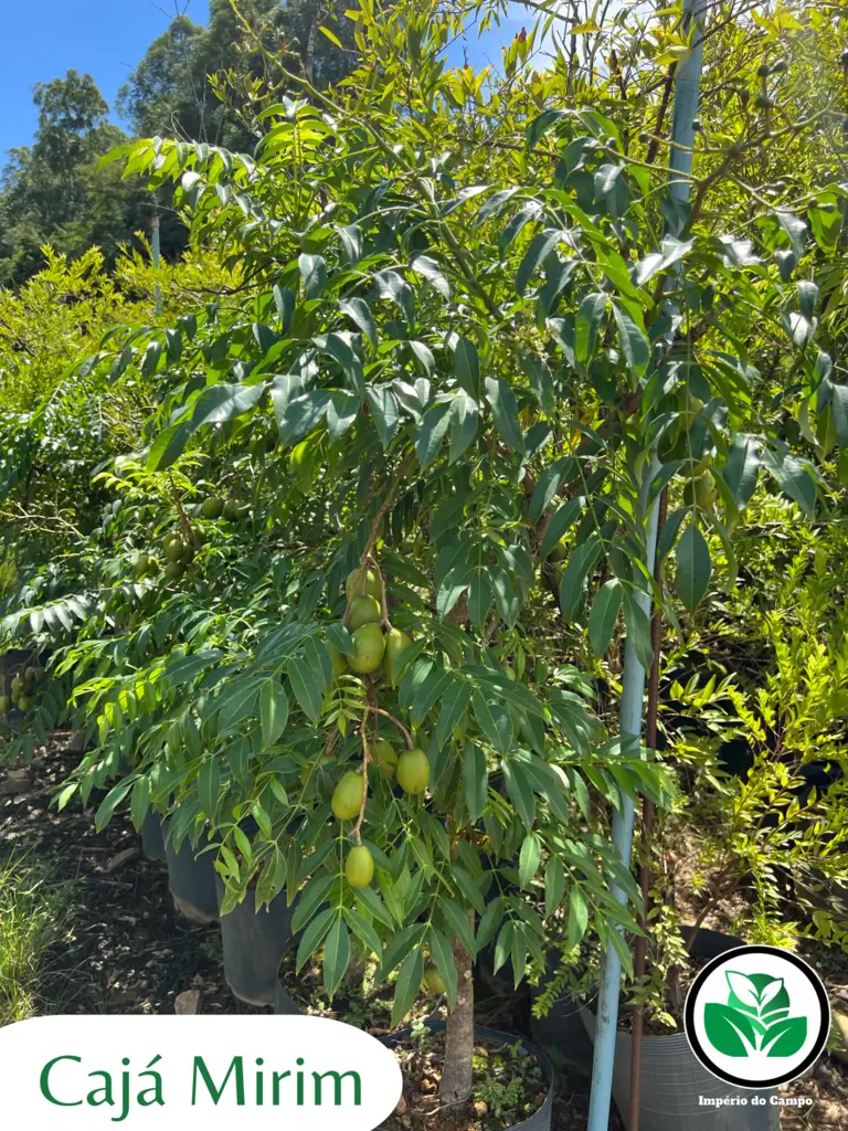 Imagem do artigo: Cajá-mirim (Spondias mombin): 7 Benefícios para a Saúde