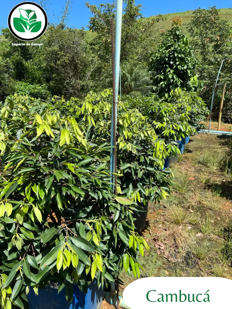 Imagem do artigo: Cambucá (Plinia edulis): A Rara Joia da Mata Atlântica