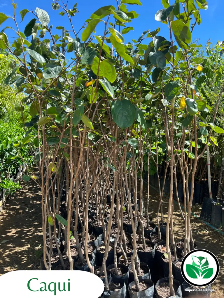 Imagem do artigo: Caqui (Diospyros kaki): 7 Benefícios para a Saúde