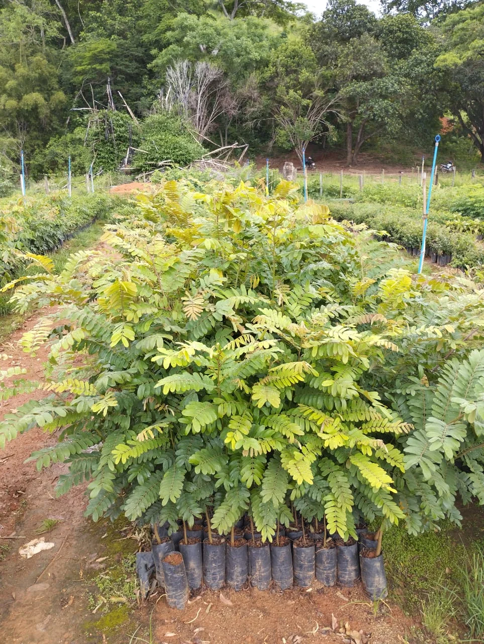 Imagem do artigo: Cássia-Rosa (Cassia grandis): Características e Cultivo