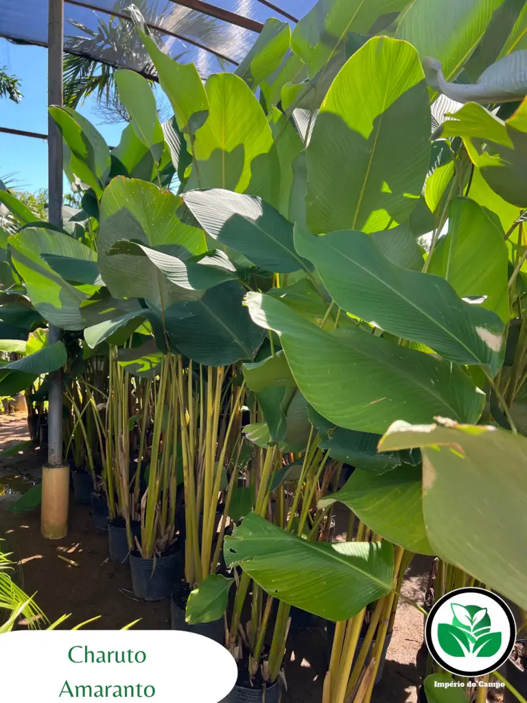 Imagem do artigo: Charuto Amaranto (Calathea lutea)