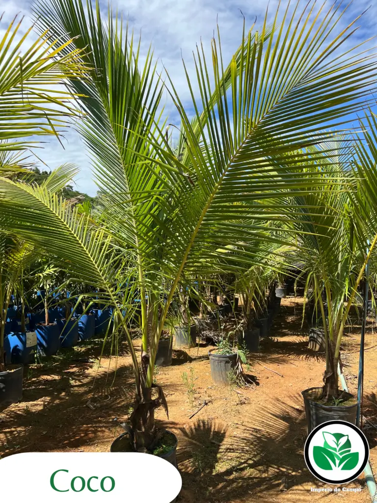 Imagem do artigo: Coco (Cocos nucifera): Versatilidade, Sabor e Saúde em Um Só Fruto