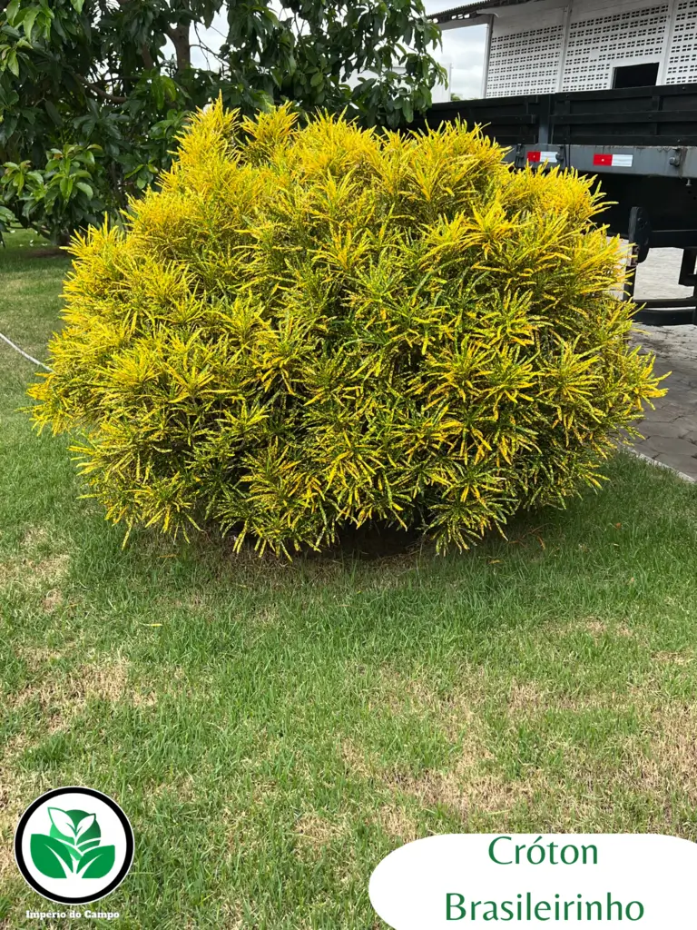 Imagem do artigo: Cróton Brasileirinho (Codiaeum variegatum)