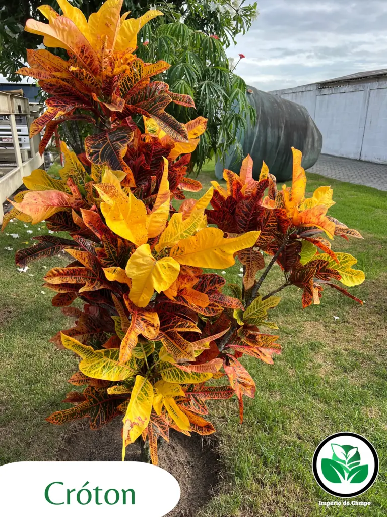 Imagem do artigo: Cróton (Codiaeum variegatum)