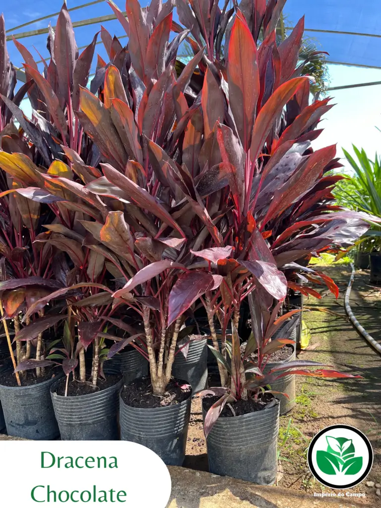 Imagem do artigo: Dracena Chocolate (Cordyline fruticosa): Elegância Tropical Para Ambientes Internos