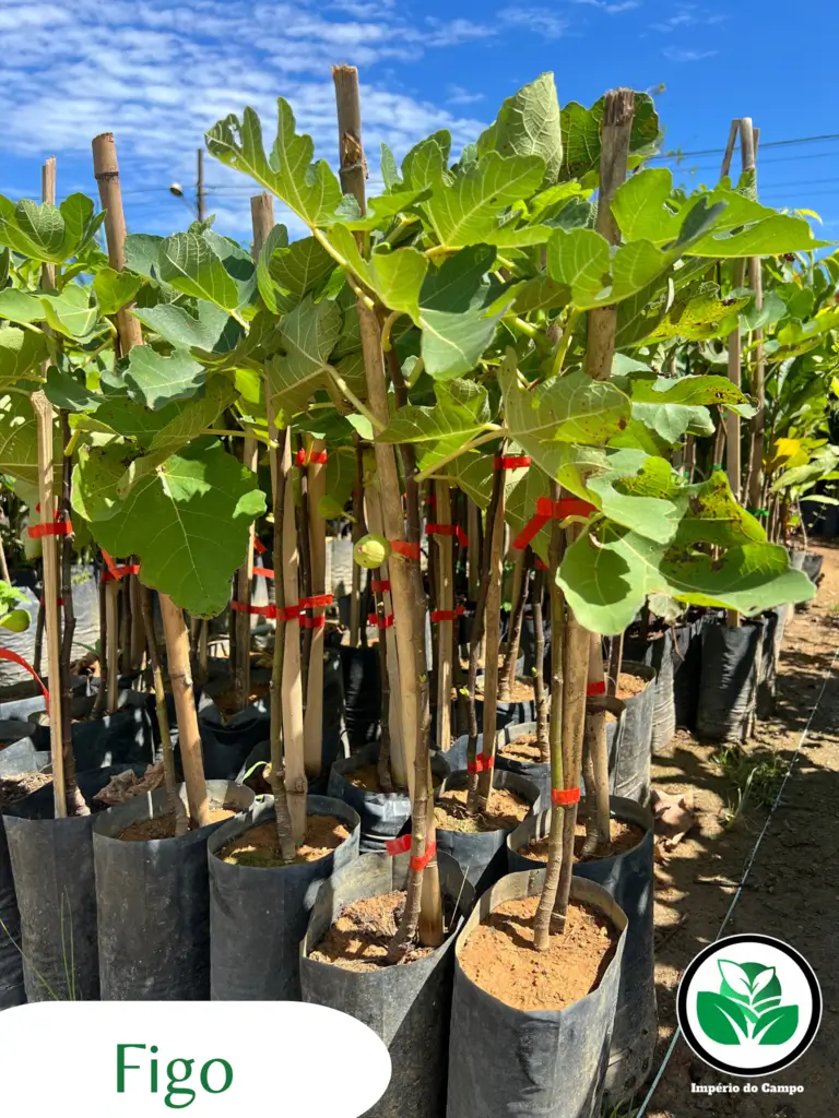 Imagem do artigo: Figo (Ficus carica): História, Curiosidades e Benefícios