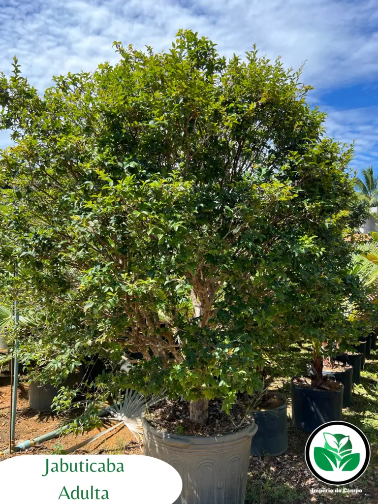 Imagem do artigo: Jabuticaba (Plinia cauliflora): 7 Benefícios para a Saúde