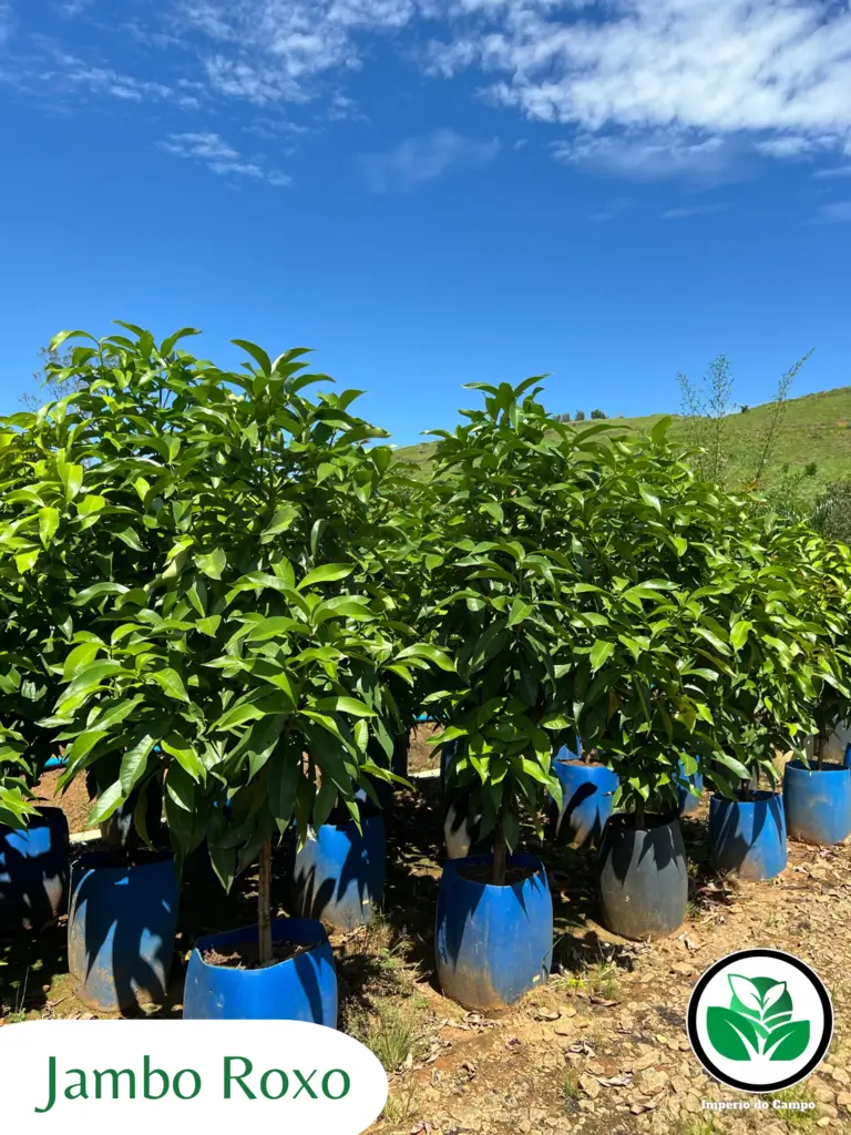 Imagem do artigo: Jambo Roxo (Syzygium malaccense): 3 Benefícios Importantes!