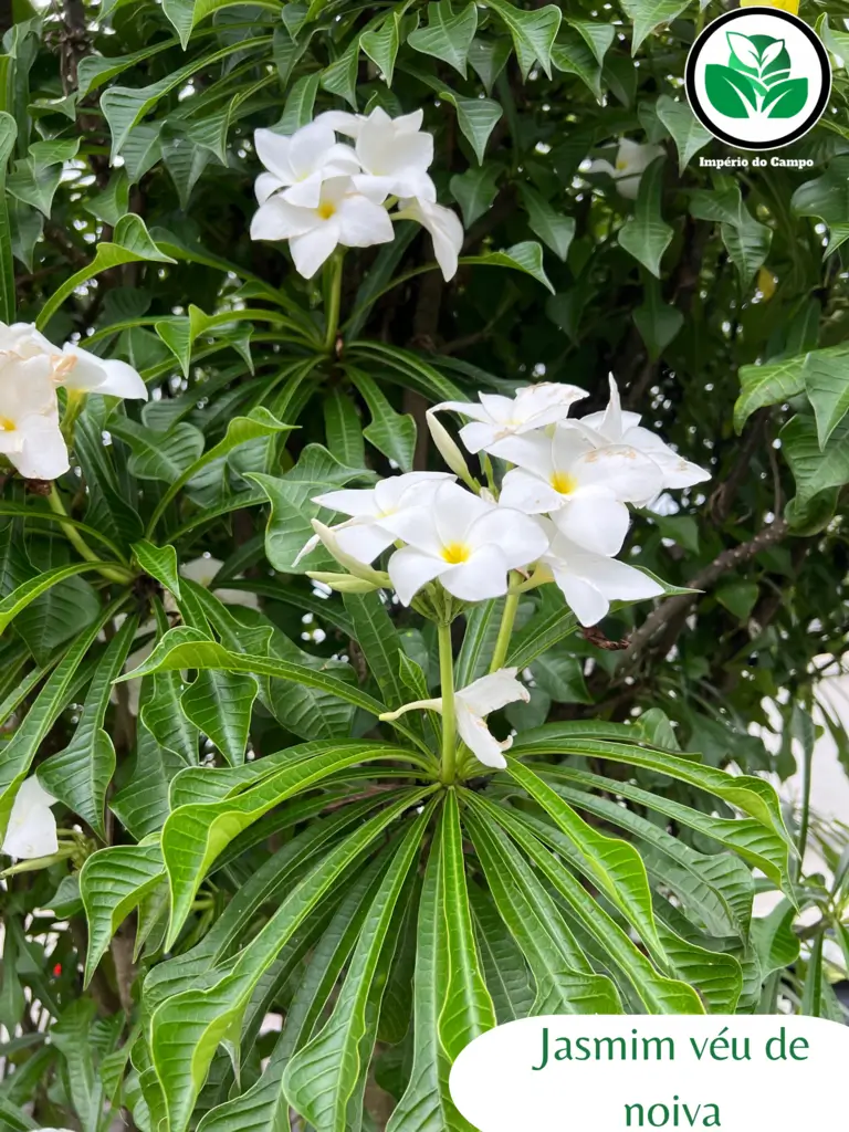 Imagem do artigo: Jasmim Véu de Noiva (Epiphyllum oxypetalum)