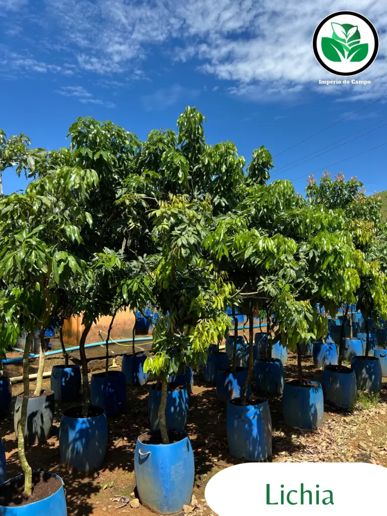 Imagem do artigo: Lichia (Litchi chinensis): Beleza, Sabor e Nutrição em Uma Só Planta