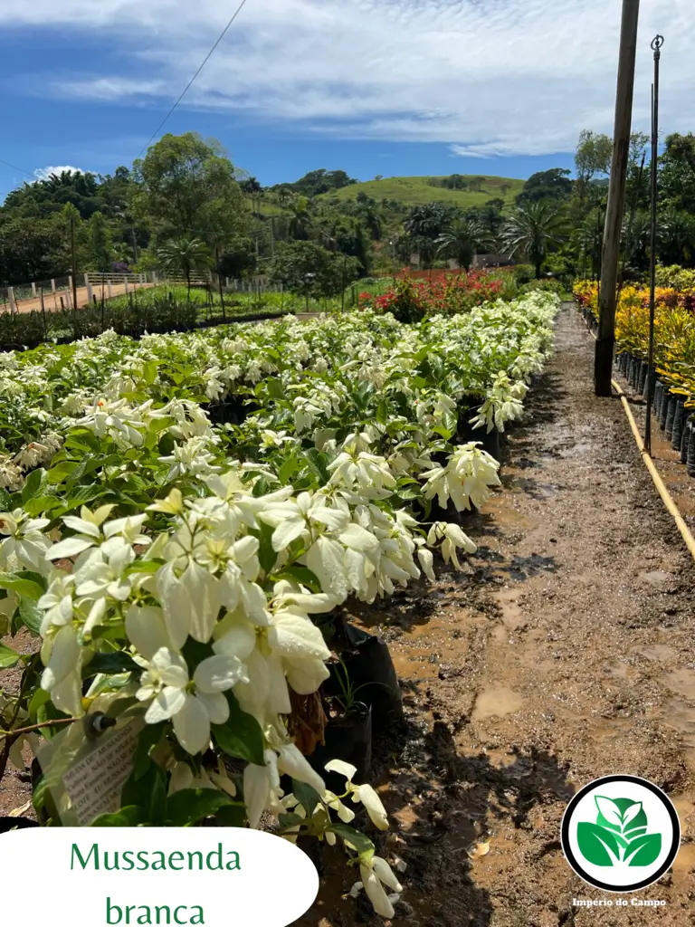 Imagem do artigo: Mussaenda Branca (Mussaenda philippica)