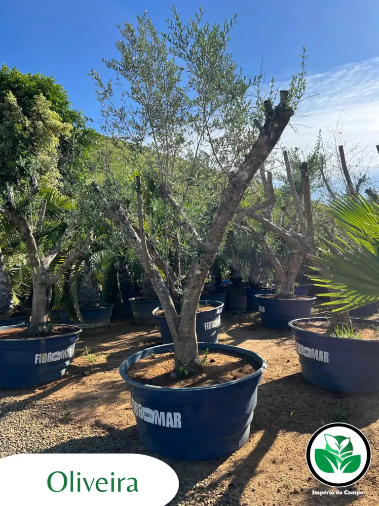 Imagem do artigo: Oliveira (Olea europaea)