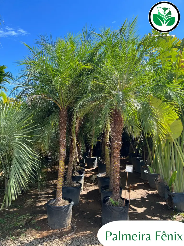 Imagem do artigo: Palmeira Fênix (Phoenix roebelenii): Beleza e Versatilidade no Paisagismo