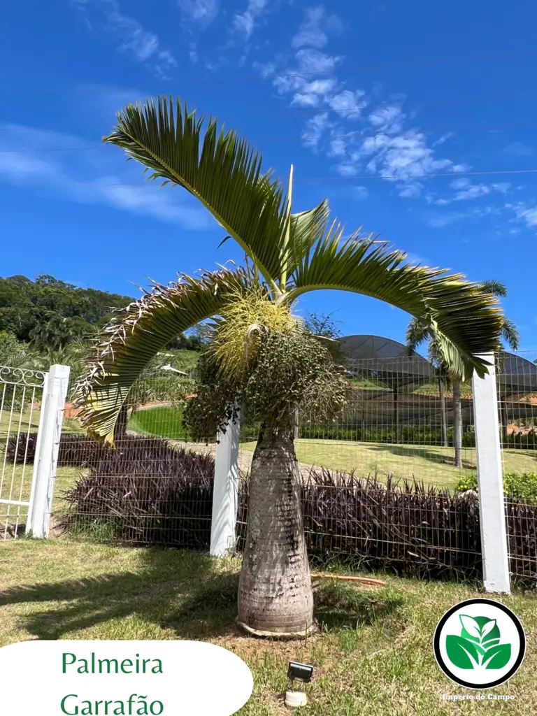 Imagem do artigo: Palmeira Garrafa (Hyophorbe lagenicaulis): Beleza Escultural no Paisagismo