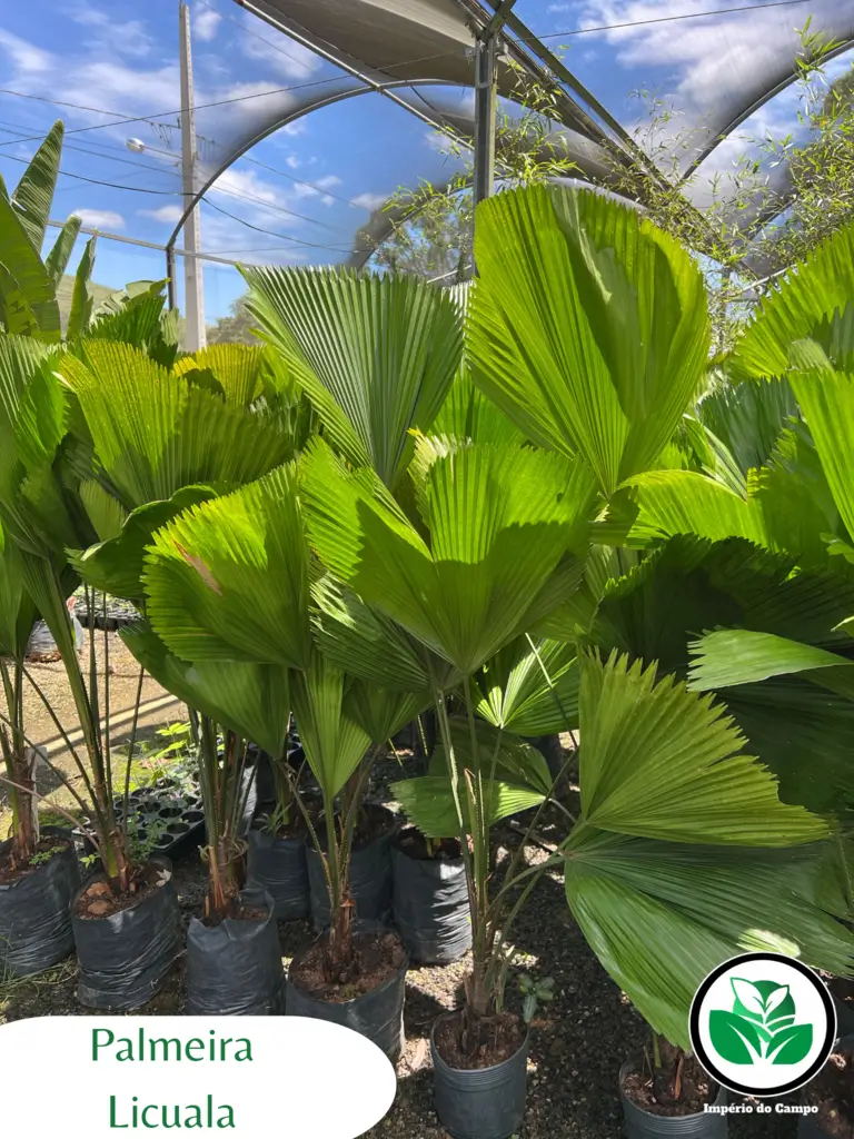 Imagem do artigo: Palmeira-leque (Licuala grandis): Beleza Exótica para Ambientes Internos e Externos