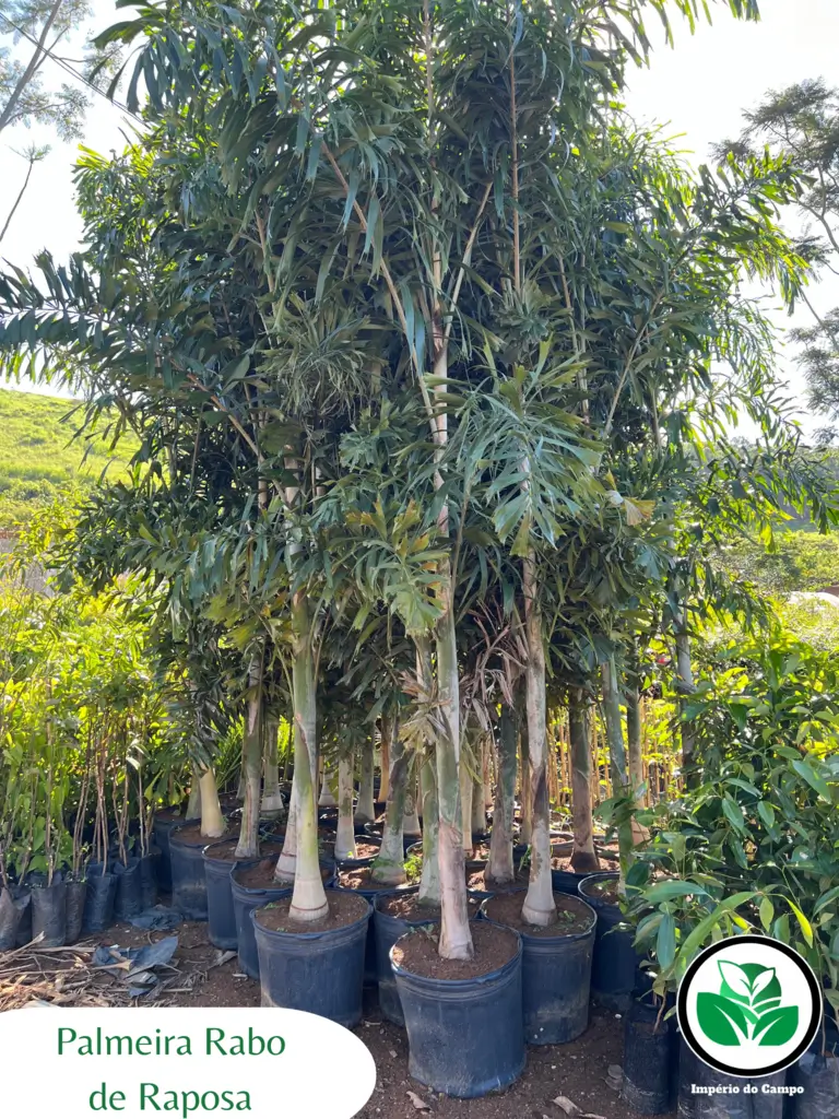 Imagem do artigo: Palmeira Rabo de Raposa (Wodyetia bifurcata): Beleza Exótica e Versatilidade no Paisagismo