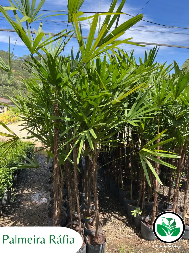 Imagem do artigo: Palmeira Ráfia (Rhapis excelsa): Beleza e Versatilidade na Decoração