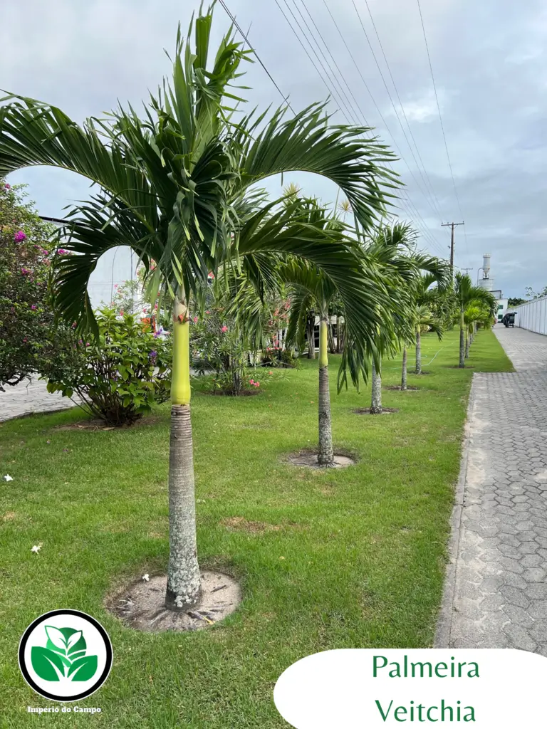 Imagem do artigo: Palmeira Veitchia (Veitchia merrillii): Beleza Tropical no Paisagismo