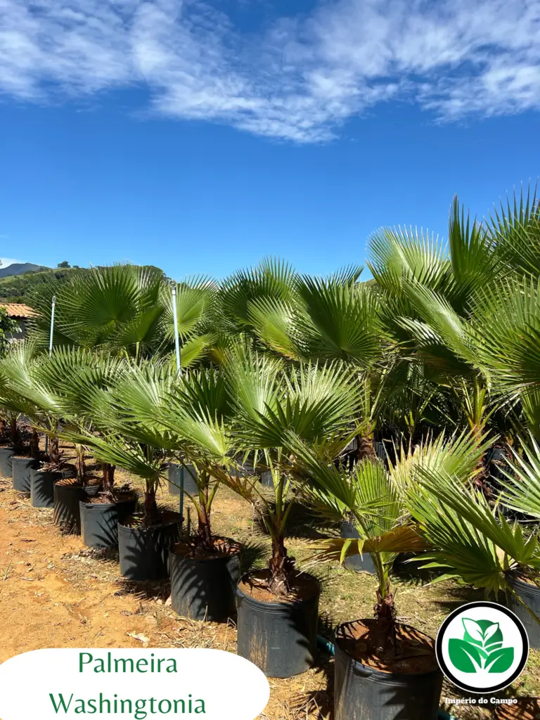Imagem do artigo: Palmeira Washingtonia (Washingtonia filifera): Beleza e Imponência no Paisagismo