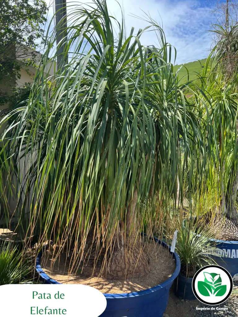 Imagem do artigo: Pata de Elefante (Beaucarnea Recurvata)