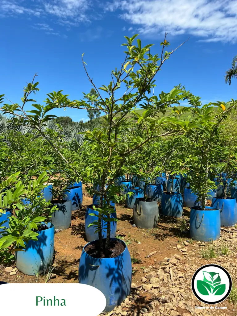Imagem do artigo: Pinha (Annona squamosa): A Fruta do Conde e Seus Benefícios
