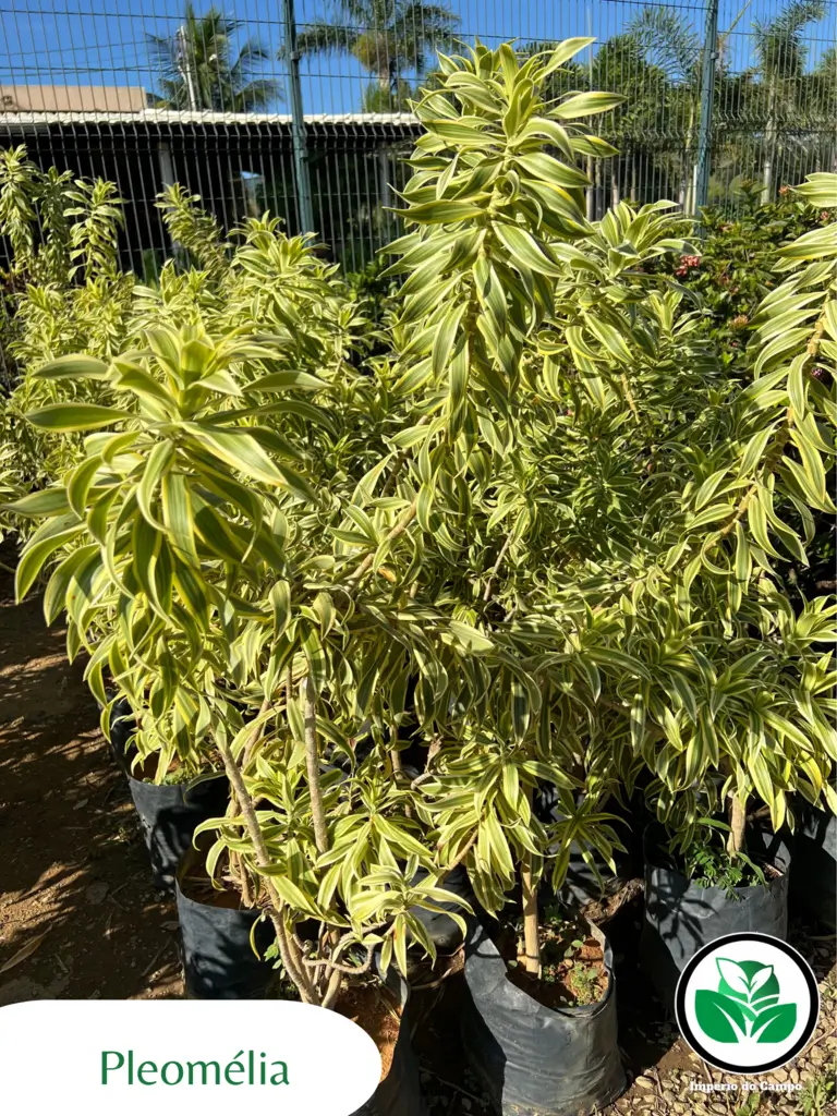 Imagem do artigo: Pleomélia ou Pleomele (Dracaena reflexa)