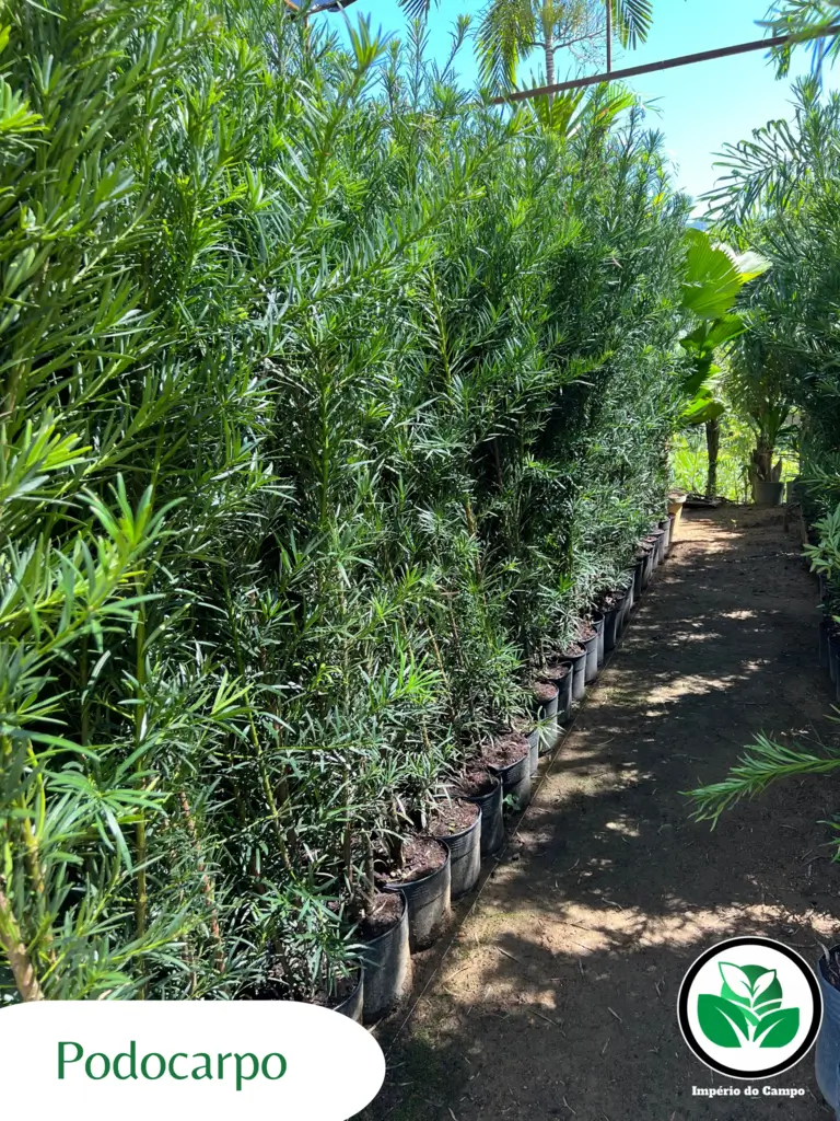 Imagem do artigo: Podocarpo (Podocarpus macrophyllus)