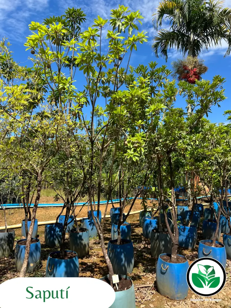 Imagem do artigo: Sapoti (Manilkara zapota): Sabor, Saúde e Cultivo Tropical