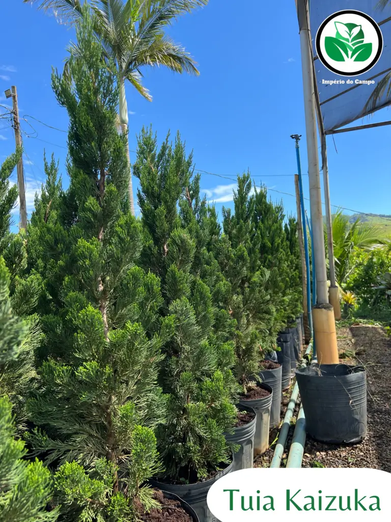 Imagem do artigo: Tuia Kaizuca (Juniperus chinensis torulosa)