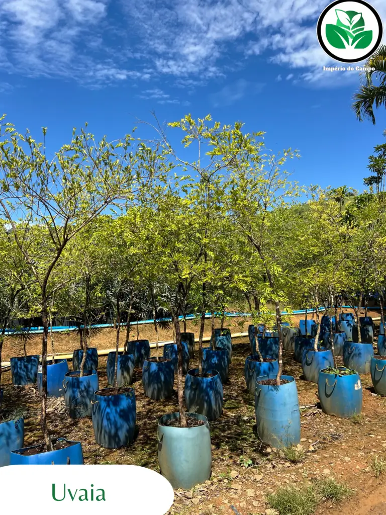 Imagem do artigo: Uvaia (Eugenia pyriformis): Uma Fruta Nativa com Alto Valor Nutricional