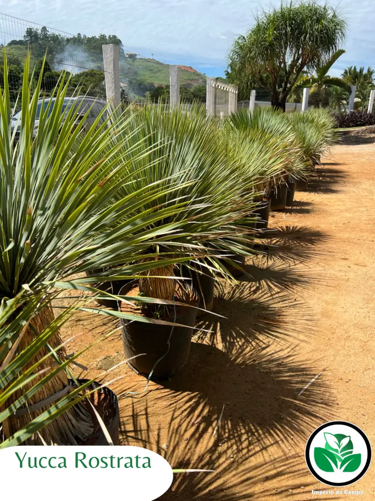 Imagem do artigo: Yucca Rostrata (Yucca Azul)